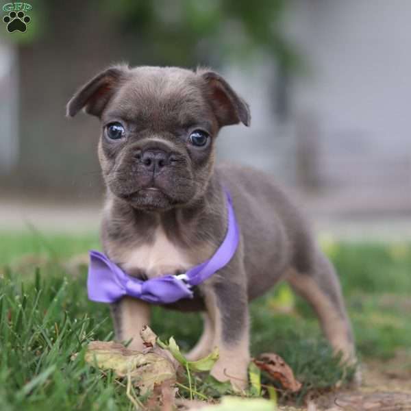 Mimmie, French Bulldog Puppy